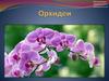 Орхидеи. Классификация