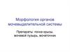 Морфология органов мочевыделительной системы