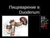 Пищеварение в Duodenum