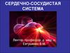 Сердечно-сосудистая система