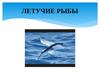 Летучие рыбы