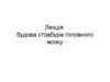 Будова стовбура головного мозку