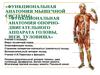 Анатомия опорно-двигательного аппарата головы, шеи, туловища