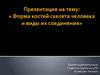 Форма костей скелета человека и виды их соединения
