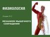 Механизм мышечного сокращения