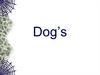 Dog’s