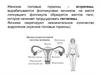 Женские половые гормоны