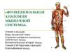 Функциональная анатомия мышечной системы