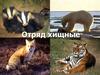 Отряд хищные