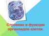 Органоиды. Виды органоидов