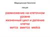 Размножение на клеточном уровне. Жизненный цикл и деление клетки. Митоз. Амитоз. Мейоз