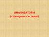 Анализаторы (сенсорные системы)