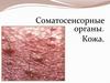 Соматосенсорные органы. Кожа
