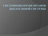 Гистофизиология органов дыхательной системы
