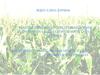 Реакція ліній кукурудзи із еректоїдним листком на с-тип стерильності та їх оцінка