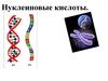 Нуклеиновые кислоты