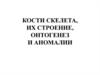 Кости скелета, их строение, онтогенез и аномалии