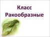 Класс Ракообразные