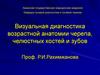Визуальная диагностика возрастной анатомии черепа, челюстных костей и зубов