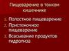 Пищеварение в тонком кишечнике