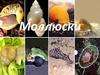 Тип Моллюски, или Мягкотелые