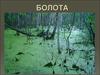 Болота. Образование болот
