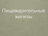 Пищеварительные железы