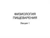 Пищеварительная система: общий обзор