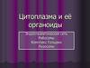 Цитоплазма и её органоиды