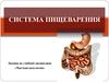 Система пищеварения