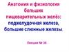 Анатомия и физиология больших пищеварительных желёз: поджелудочная железа, большие слюнные железы