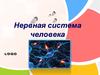 Нервная система человека