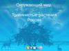 Травянистые растения России