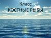 Класс костные рыбы