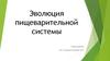 Эволюция пищеварительной системы