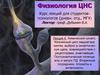 Химический синапс. Жизненный цикл медиатора: синтез, выброс в синаптическую щель, взаимодействие с рецепторами, инактивация