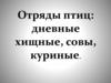 Отряды птиц: дневные хищные, совы, куриные