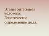 Этапы онтогенеза человека. Генетическое определение пола