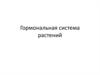 Гормональная система растений