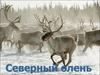 Северный олень