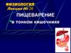 Пищеварение в тонком кишечнике