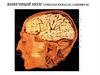 Конечный мозг (thelencephalon, cerebrum)