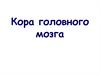 Кора головного мозга