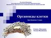 Органоиды клетки