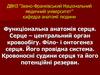 Функціональна анатомія серця