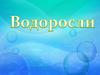 Водоросли. Виды водорослей