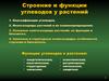 Строение и функции углеводов у растений