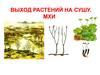 Выход растений на сушу. Отдел мхи
