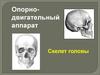 Опорнодвигательный аппарат. Скелет головы. Краниология