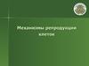 Механизмы репродукции клеток